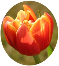 Tulpe.jpg